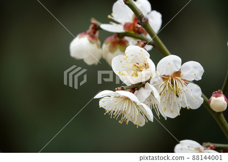 盛開的春梅,盛開的梅花,春梅 盛開的春梅,盛開的梅花,春梅 88144001