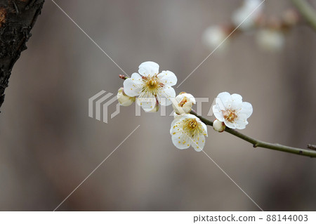 盛開的春梅，盛開的梅花，春梅 88144003