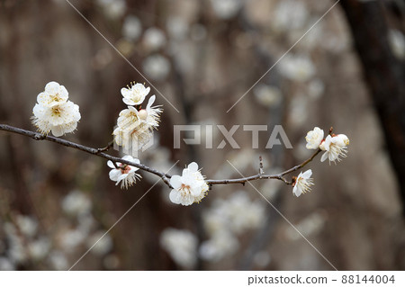 盛開的春梅，盛開的梅花，春梅 88144004