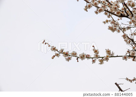 盛開的春梅，盛開的梅花，春梅 88144005