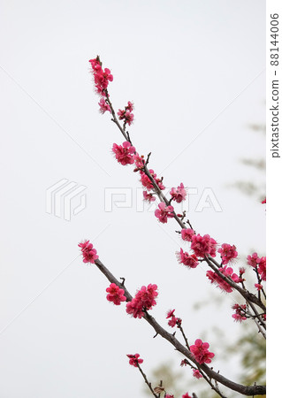 盛開的春梅，盛開的梅花，春梅 88144006
