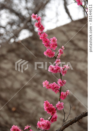 盛開的春梅，盛開的梅花，春梅 88144011