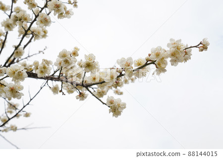 盛開的春梅，盛開的梅花，春梅 88144015