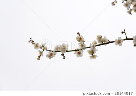 盛開的春梅，盛開的梅花，春梅 88144017