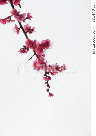 盛開的春梅，盛開的梅花，春梅 88144019