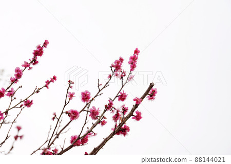 盛開的春梅,盛開的梅花,春梅 盛開的春梅,盛開的梅花,春梅 88144021