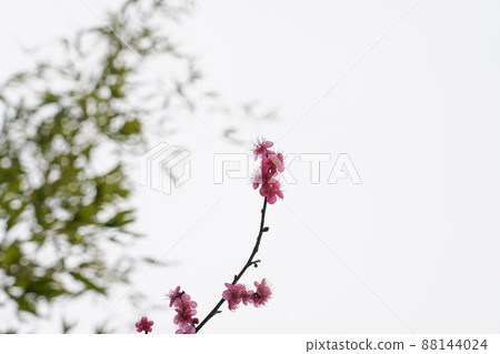 盛開的春梅，盛開的梅花，春梅 88144024