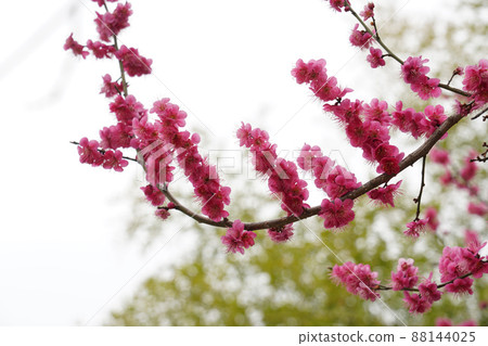 盛開的春梅，盛開的梅花，春梅 88144025