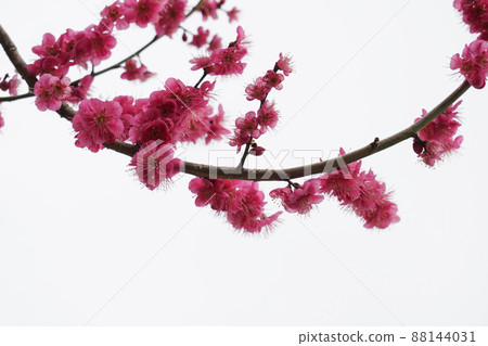 盛開的春梅，盛開的梅花，春梅 88144031