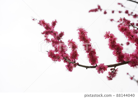 Blooming spring plum, full blooming plum, spring plum 88144040