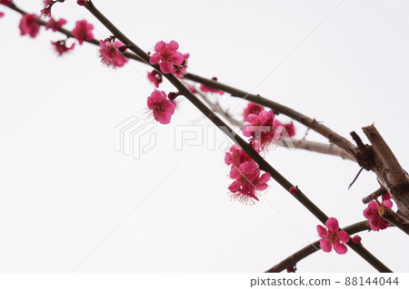 盛開的春梅,盛開的梅花,春梅 盛開的春梅,盛開的梅花,春梅 88144044