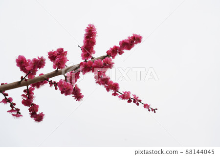盛開的春梅,盛開的梅花,春梅 盛開的春梅,盛開的梅花,春梅 88144045