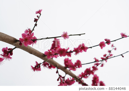 盛開的春梅,盛開的梅花,春梅 盛開的春梅,盛開的梅花,春梅 88144046