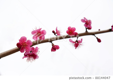 盛開的春梅,盛開的梅花,春梅 盛開的春梅,盛開的梅花,春梅 88144047
