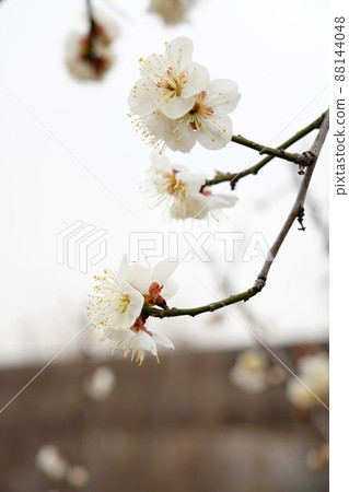 盛開的春梅,盛開的梅花,春梅 盛開的春梅,盛開的梅花,春梅 88144048
