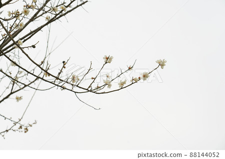 盛開的春梅,盛開的梅花,春梅 盛開的春梅,盛開的梅花,春梅 88144052