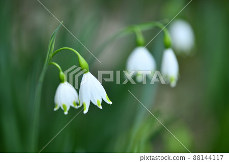 Snowflake (Suzuran Narcissus) flower Snowflake (Suzuran Narcissus) flower 88144117