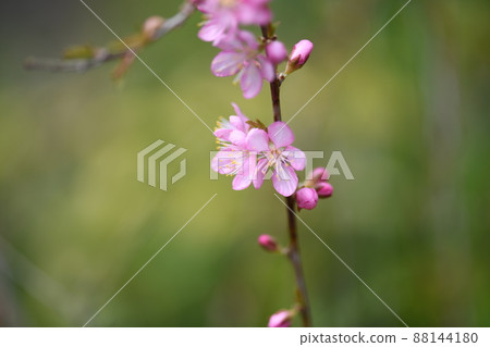 Flower of Prunus tomentosa 88144180