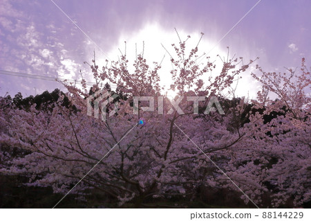 櫻花天空染井吉野 88144229