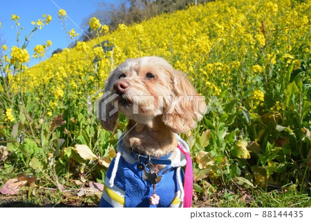 My dog and rape blossoms My dog and rape blossoms 88144435