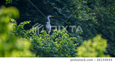 Grey heron on the tree. Wild wading bird with long legs and beak on branch 88144644