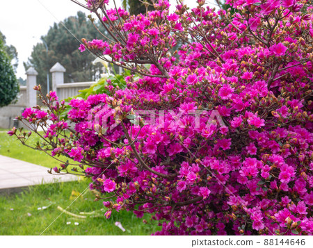 Azalea rhododendron plant covered with bright pink flowers 88144646