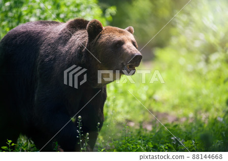 Wild Brown Bear in the summer forest. Animal in natural habitat. Wildlife scene Wild Brown Bear in the summer forest. Animal in natural habitat. Wildlife scene 88144668