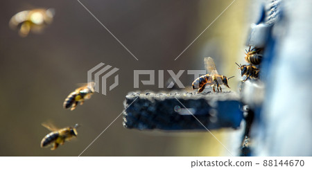 Bees getting inside the small hole of beehive 88144670