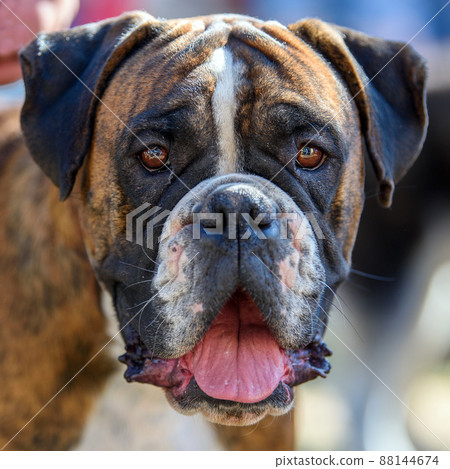 Close funny Boxer Dog portrait 88144674