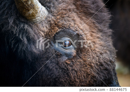 Eye portrait of European bison. Eye of big brown animal in the nature habitat 88144675