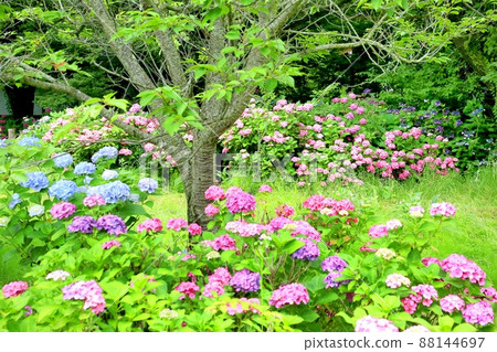 Hydrangea of Chishikiji Hydrangea of Chishikiji 88144697