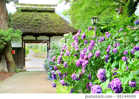 Hydrangea of Chishikiji 88144698