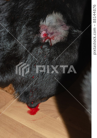 Big black dog with hair clipped around a bleeding wound. Blood dripped from the wound onto the floor. Big black dog with hair clipped around a bleeding wound. Blood dripped from the wound onto the floor. 88144876