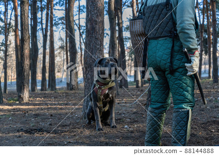Training dogs for protective guard duty. Large gray dog sits against tree trunk. In front of it stands trainer with protective clothing and holding baton in his hand. Dog breed Cane Corso Italiano. Training dogs for protective guard duty. Large gray dog sits against tree trunk. In front of it stands trainer with protective clothing and holding baton in his hand. Dog breed Cane Corso Italiano. 88144888