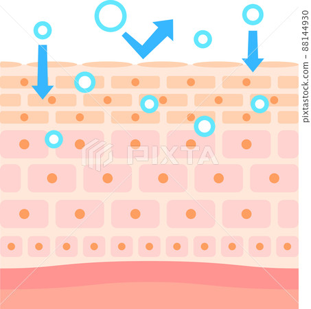 Image of transdermal absorption 88144930