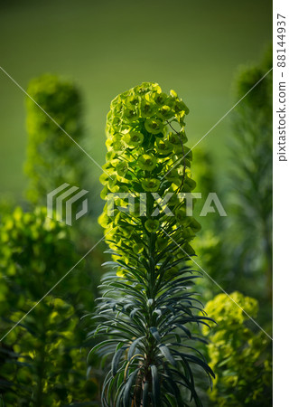 Closeup of green euphorbia flowers in a public garden Closeup of green euphorbia flowers in a public garden 88144937