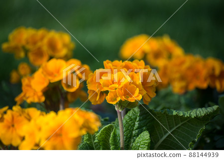 closeup of orange primrose in a public garden closeup of orange primrose in a public garden 88144939