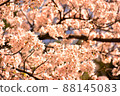 明亮的是粉紅色的櫻花 88145083