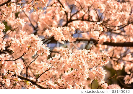 Bright is pink cherry blossoms Bright is pink cherry blossoms 88145083