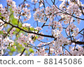 在湛藍的天空中閃耀的櫻花 88145086