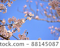清晰地漂浮在藍天上的櫻花 88145087