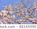 在湛藍的天空中閃耀的櫻花 88145090