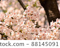 粉紅色的櫻花在明亮的陽光下 88145091