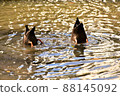 一隻鴨子餵 88145092