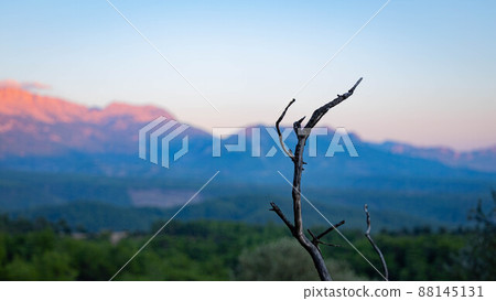 Close-up dry branch with mountains on the background at sunset Close-up dry branch with mountains on the background at sunset 88145131