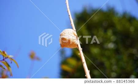 Mantis nest Mantis nest 88145366