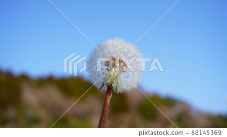 Blue Sky and Dandelion Blue Sky and Dandelion 88145369