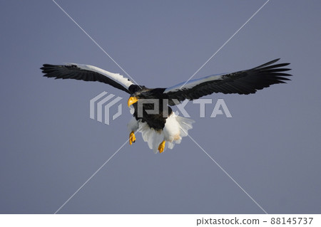 St. Pear St. Pear 88145737