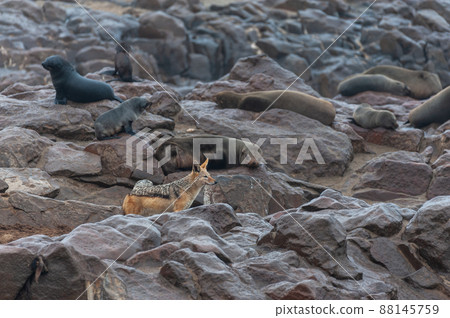 Seal colony at the Skeleton Coast Seal colony at the Skeleton Coast 88145759