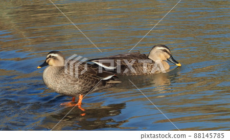 Duck 88145785